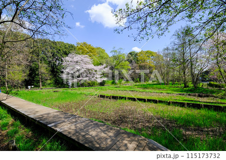 東京都 立川市 春 矢川緑地保全地域 東京都 立川市 春 矢川緑地保全地域 115173732