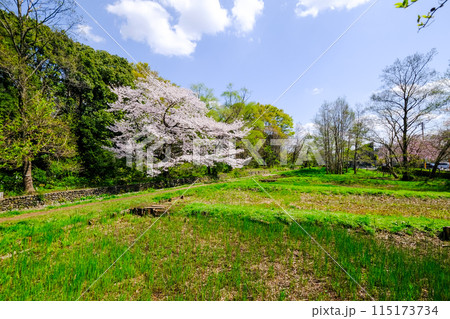 東京都 立川市 春 矢川緑地保全地域 東京都 立川市 春 矢川緑地保全地域 115173734