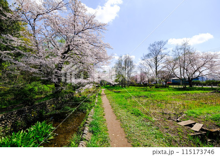東京都　立川市　春　矢川緑地保全地域 115173746