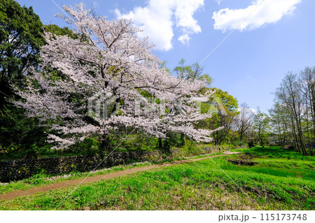 東京都 立川市 春 矢川緑地保全地域 東京都 立川市 春 矢川緑地保全地域 115173748
