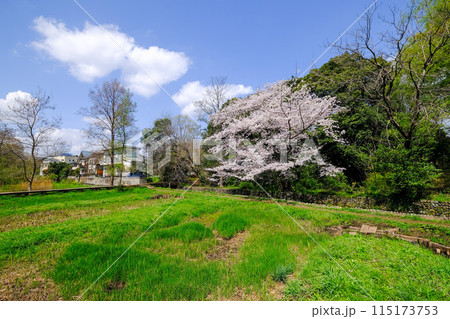 東京都　立川市　春　矢川緑地保全地域 115173753