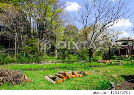 東京都　立川市　春　矢川緑地保全地域 115173762