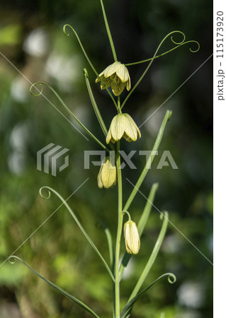 春先に咲く鱗茎が去痰作用を持つバイモの淡黄色の花 115173920