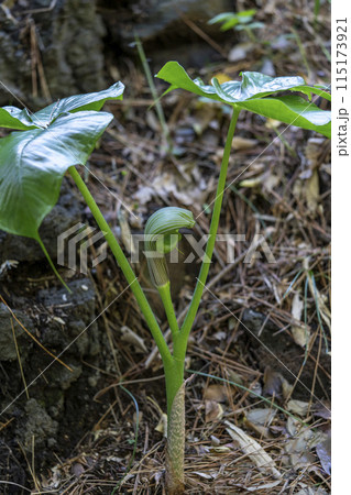 仏炎苞が鐙に似ていることに由来するムサシアブミ 仏炎苞が鐙に似ていることに由来するムサシアブミ 115173921