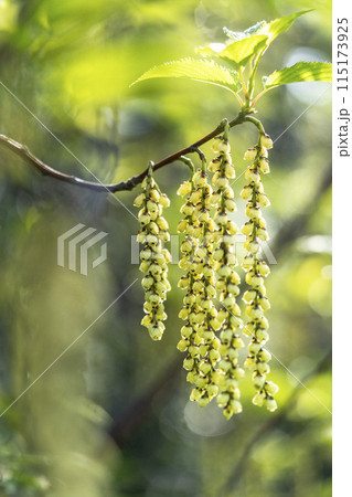 キブシより花序が長いハチジョウキブシの黄色い花 キブシより花序が長いハチジョウキブシの黄色い花 115173925