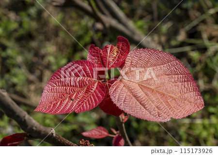 若葉は鮮やかな緋色を呈するオオバベニガシワ 115173926