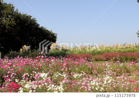 秋のフラワーパーク江南散策・18（愛知県江南市） 115173978