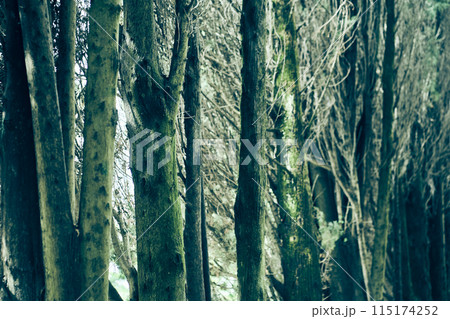 An overview of a wild forest with many tree trunks on a summer day. A dense thicket of branches with space to copy. High quality photo An overview of a wild forest with many tree trunks on a summer day. A dense thicket of branches with space to copy. High quality photo 115174252