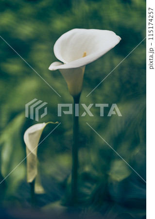 A calla flower highlighted on a green blurred background. Close-up of a beautiful calla flower with space to copy. High quality photo 115174257