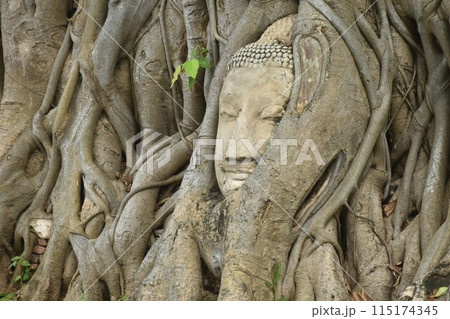 ancient Buddha statue covering by root of bodhi tree in Wat Mahathat travel landmark in Thailand ancient Buddha statue covering by root of bodhi tree in Wat Mahathat travel landmark in Thailand 115174345