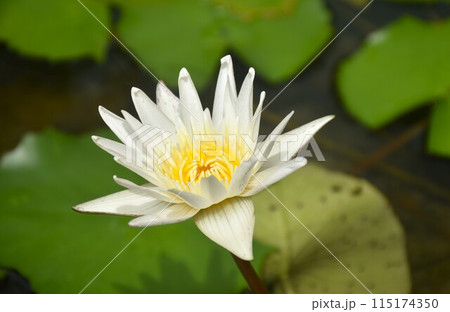white lotus with yellow pollen water lily flower on black background 115174350
