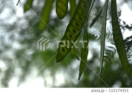 acacia seed hanging on branch on sunset in garden  115174351