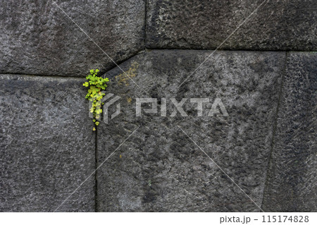 城の石垣の隙間に生えたカタバミ・東御苑 115174828