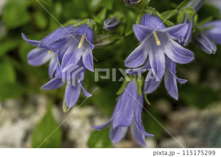 高山帯や北海道に分布するチシマギキョウの紫色の花・クローズアップ 115175299