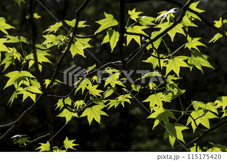 カエデに似た掌状で切れ込みの葉に名前が由来するモミジバフウ 115175420