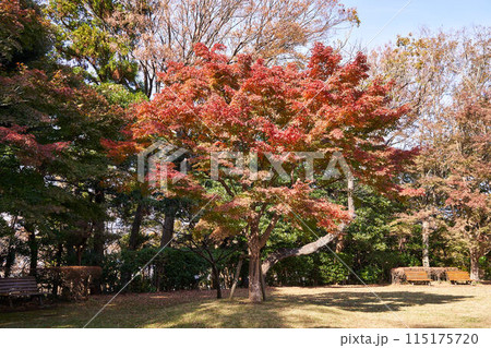 神奈川県　大磯城山公園の景色 115175720