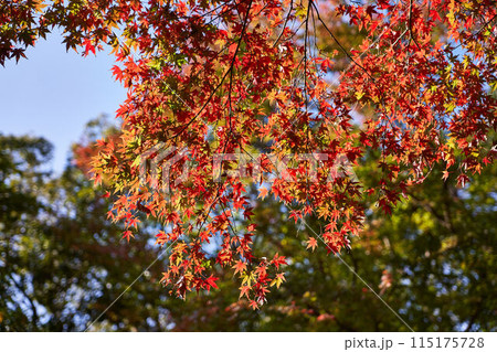 神奈川県　大磯城山公園の紅葉 115175728