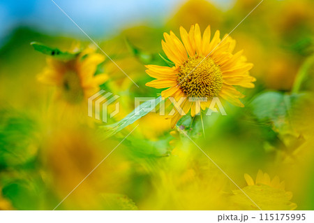満開の向日葵 115175995