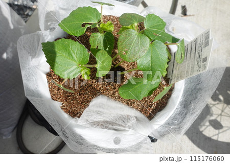 鉢に植えたオクラ 鉢に植えたオクラ 115176060