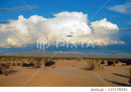 Central Sonora Desert Arizona Central Sonora Desert Arizona 115176091
