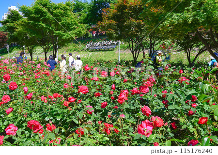ソウルバラ祭り・中浪バラ公園【韓国/中浪区】 115176240