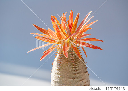 赤く紅葉したグラキリス 115176448