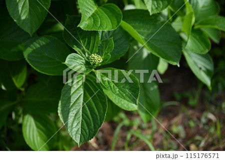 春の新緑の季節の植物の密集した葉 115176571