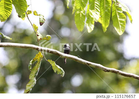 セジロヒタキ 115176657