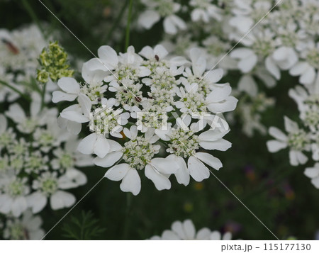 オレリア 115177130