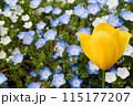 黄色いチューリップとネモフィラ（横アップ） 115177207