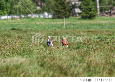 Two basenji dogs running in red and white jacket on coursing competition 115177211