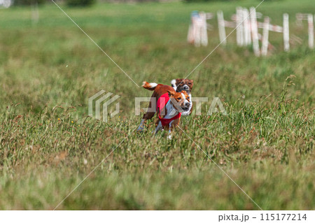 Two basenji dogs running in red and white jacket on coursing competition Two basenji dogs running in red and white jacket on coursing competition 115177214