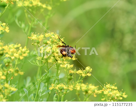 コガタスズメバチ コガタスズメバチ 115177235