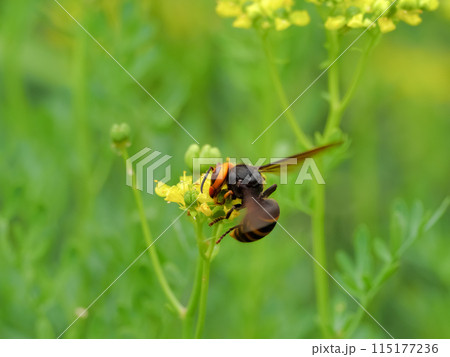 コガタスズメバチ 115177236