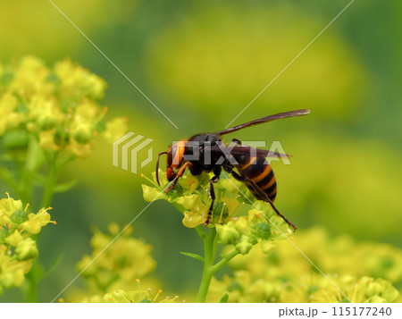 コガタスズメバチ コガタスズメバチ 115177240