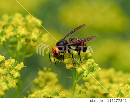 コガタスズメバチ 115177241