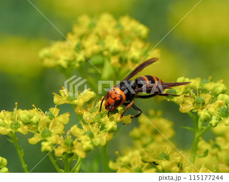 コガタスズメバチ コガタスズメバチ 115177244