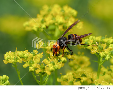 コガタスズメバチ 115177245