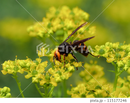 コガタスズメバチ コガタスズメバチ 115177246