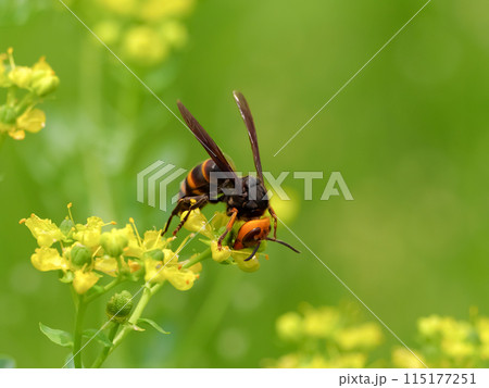 コガタスズメバチ 115177251