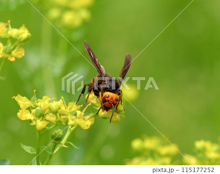 コガタスズメバチ 115177252