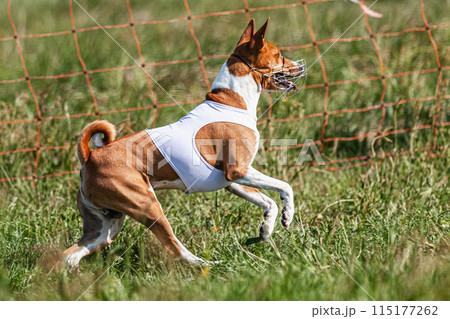 Basenji dog running in white jacket on coursing green field at competition Basenji dog running in white jacket on coursing green field at competition 115177262