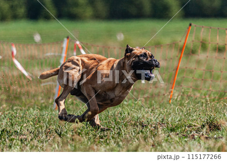 Cane Corso running and chasing coursing lure on green field 115177266
