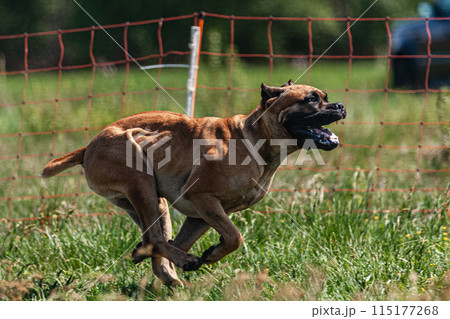 Cane Corso running and chasing coursing lure on green field Cane Corso running and chasing coursing lure on green field 115177268
