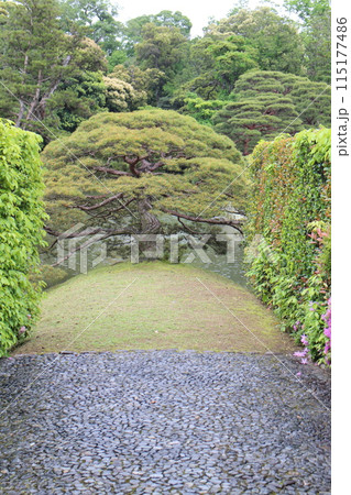 京都 桂離宮 衝立の松(住吉の松) 京都 桂離宮 衝立の松(住吉の松) 115177486