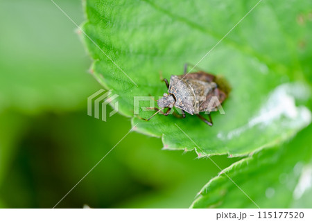クサギカメムシ 115177520
