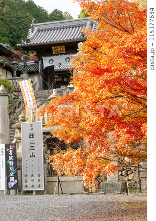 京都府長岡京市　西山　楊谷寺 (柳谷観音)　山門と紅葉 115177634