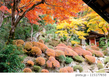 京都府長岡京市 西山 楊谷寺 (柳谷観音) 紅葉の浄土苑 京都府長岡京市 西山 楊谷寺 (柳谷観音) 紅葉の浄土苑 115177650