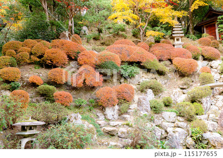 京都府長岡京市　西山　楊谷寺 (柳谷観音)　紅葉の浄土苑 115177655