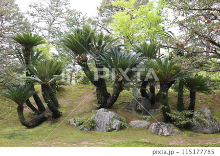 京都 桂離宮 蘇鉄山のソテツ 京都 桂離宮 蘇鉄山のソテツ 115177785